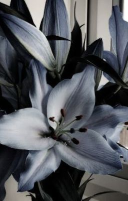 CodyLei•Thiên Thần