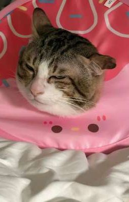 Công ba pháo hôi, nhưng yếu ớt