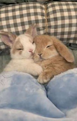  |congbach| |bmas| Nhầm!! 