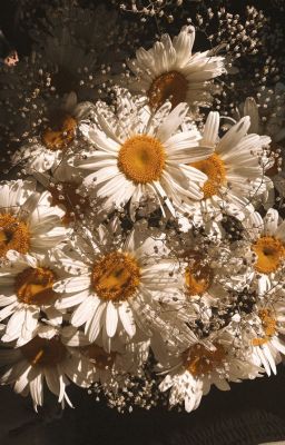 [Countryhumans] Cúc Cúc Kỳ Duyên Người Đã Biết ( VietCub )