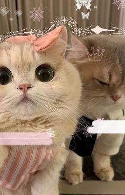 cường bạch x soobin; mèo anh mèo em