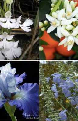 Cưỡng chế yêu [ ABO ]