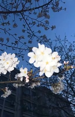 DabiShoto | Anh trai và cô dâu nhỏ của anh ấy