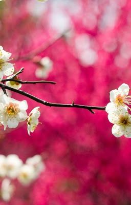 ĐẦU TƯ NHƯ MỘT CÔ GÁI