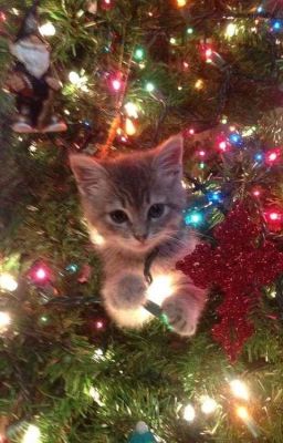 #dilson ᯓ☆ đêm giáng sinh mùa hạ. 