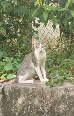 [ĐN Conan] Kẻ phá luật