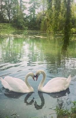 dnal ༝ reality dating show