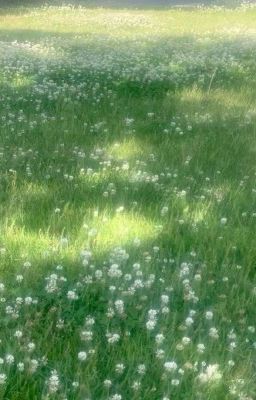 Đóa hoa của tôi