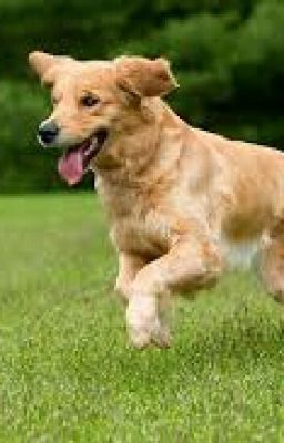 Dog Breeds!!!