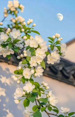 Đồng nhân Đạo mộ 1.4