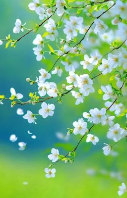 Đồng nhân Đạo mộ 3.3