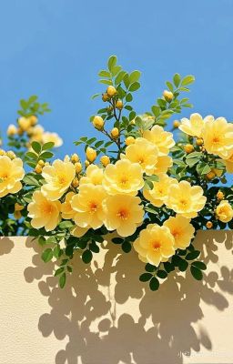 Đồng nhân Đạo mộ 5.1