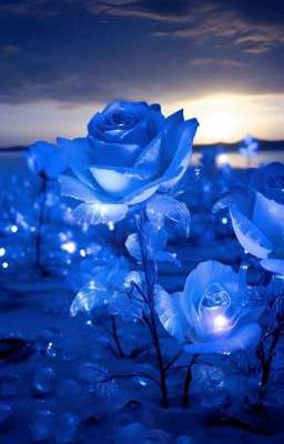 Đồng nhân Onepiece : Tự do 