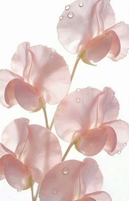 doria 𐙚 anh hàng xóm may mắn