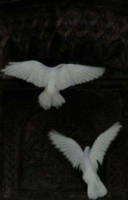 [Dottoscara] My Beloved.