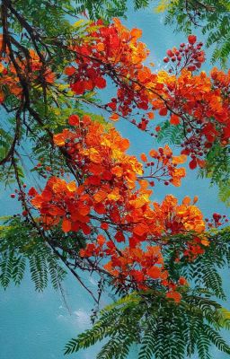 Dưới tán cây phượng đỏ