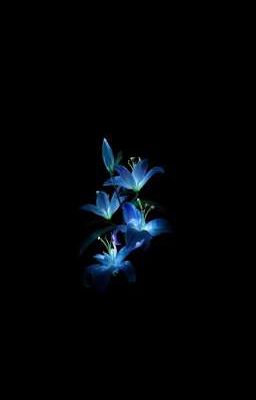| Duru | Mưa