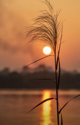 [Edit hoàn] Bình minh - Thiên Tài Tiểu Ngư