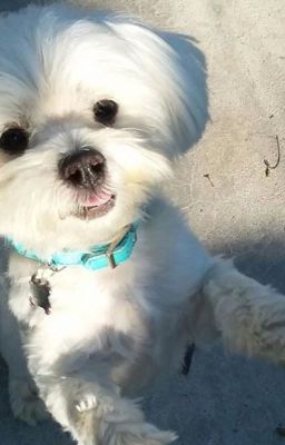 Eulogy And Prayers for Lexie 