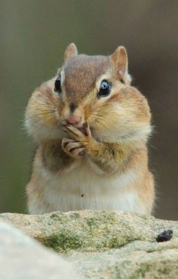 Fado/Faran-Đằng sau cánh cửa