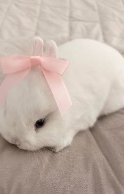 Fado/Faran - Ván bài không có lối thoát