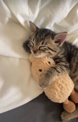 fakenut | hack vào tim em