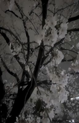 [Fakenut] yin & yang