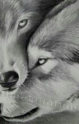 Falling Stars (A Werewolf Roleplay)