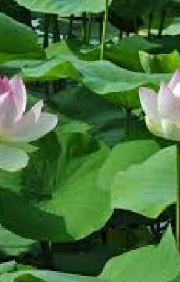 [Fanfic] CÂU CHUYỆN CỦA BA VÀ MẸ