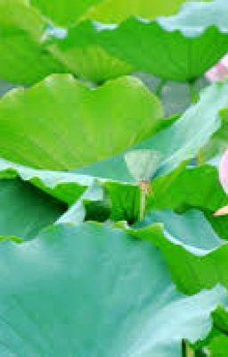 [Fanfic] CHIA NGỌT SẺ BÙI, ĐỒNG CAM CỘNG KHỔ