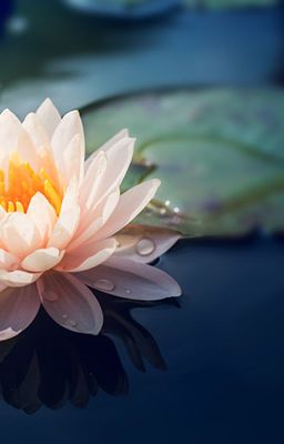 [Fanfic] CHIA SẺ VÀ NƯƠNG TỰA