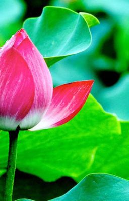 [Fanfic] CHÚNG TA KHÔNG PHẢI ROMEO VÀ JULIET (R17+, sad ending)