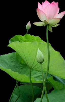 [Fanfic] DANH SÁCH CỦA GIANG TRỪNG