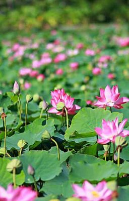 [Fanfic] HÀNG XÓM CỦA GIANG TRỪNG