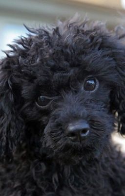 Favorite Dog Breed