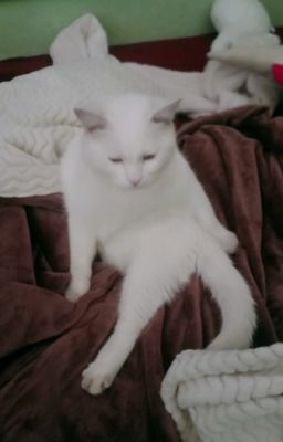 Fic khoe meo minh tui ngam