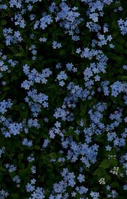 Forget me not | Dolisu & Hametu