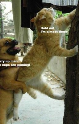 Funny pictures