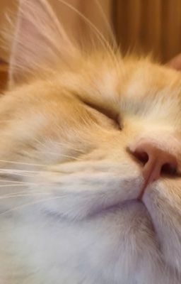 [Gachiakuta/Rdzn] Có hợp không?