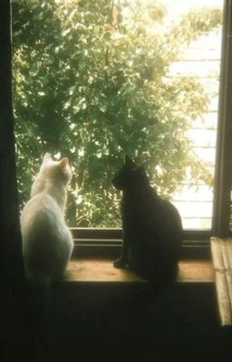 gió mỹ đình có mùi tình cũ ; 리한사라