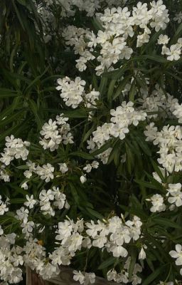 GIÓ THỔI SAU LƯNG-RYULWOO