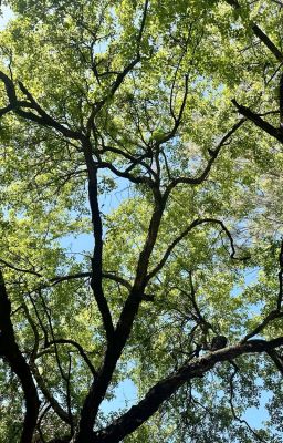 Gọi tôi là gì?  |LCK Players x Reader|