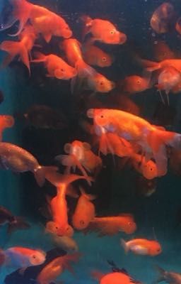 gongfourz • expired 