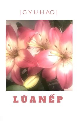 gyuhao | lúa nếp