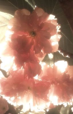 [HảiNamCody] Cưng 