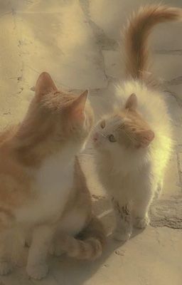 [haitani rindou x reader]