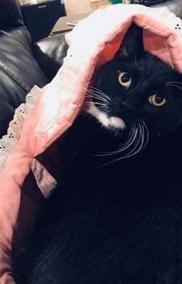 Help the stray 