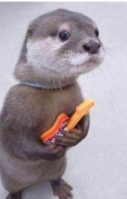 Hey