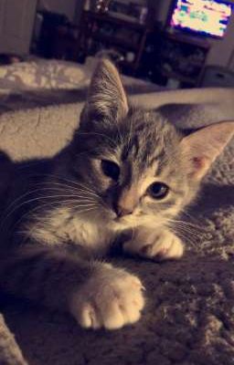 hieugavkng | có ba người yêu nhau