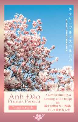 Hoa Đào - Prunus Persica